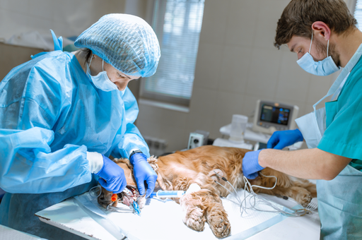 Consulta Centro Veterinario por Urgencias