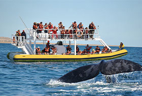 Southern Spirit Cruises
