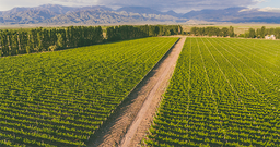 [912] Bodegas Bianchi